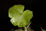 Lawn marshpennywort 